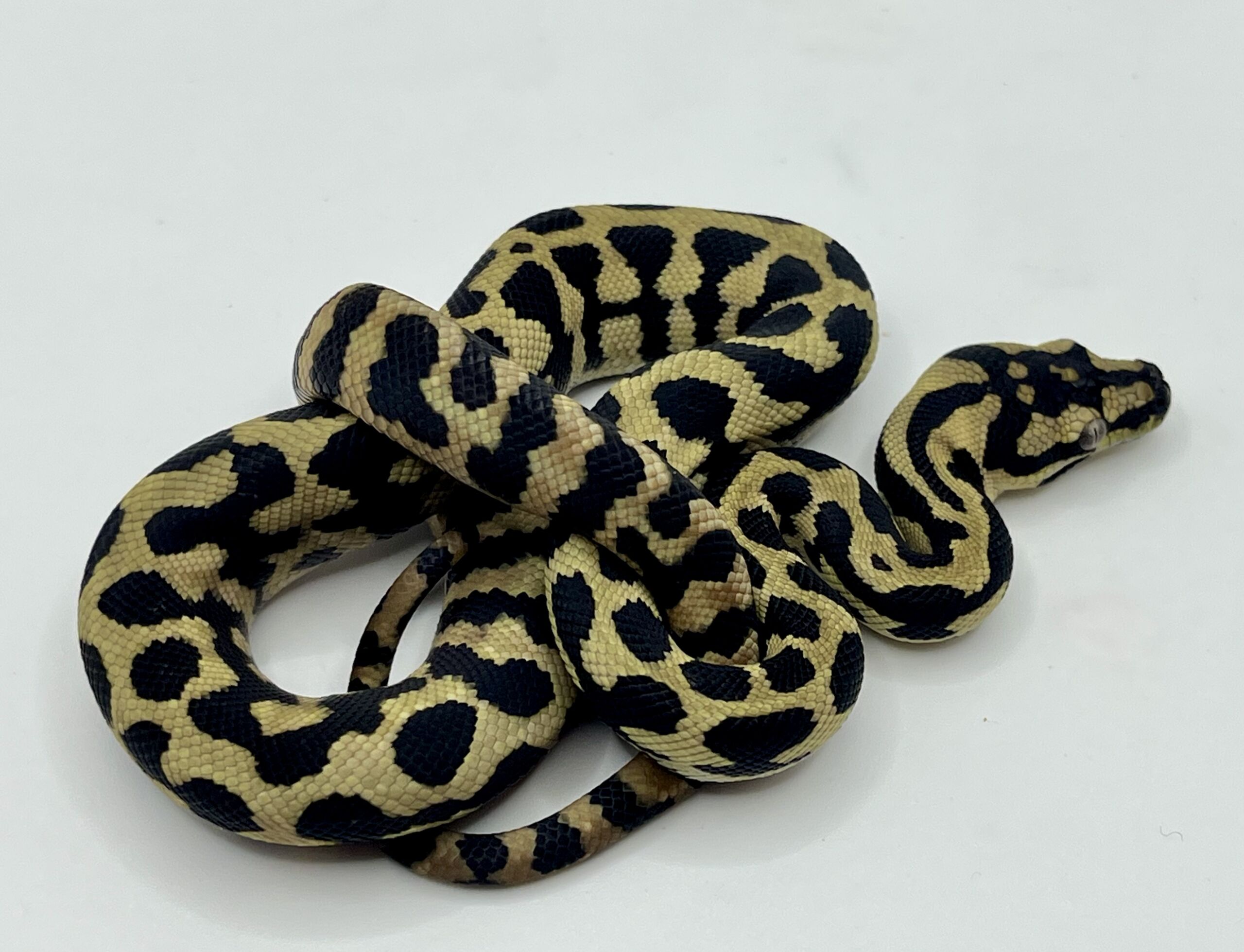 Het Axanthic RP pure jungle carpet python female