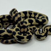 Het Axanthic RP pure jungle carpet python female