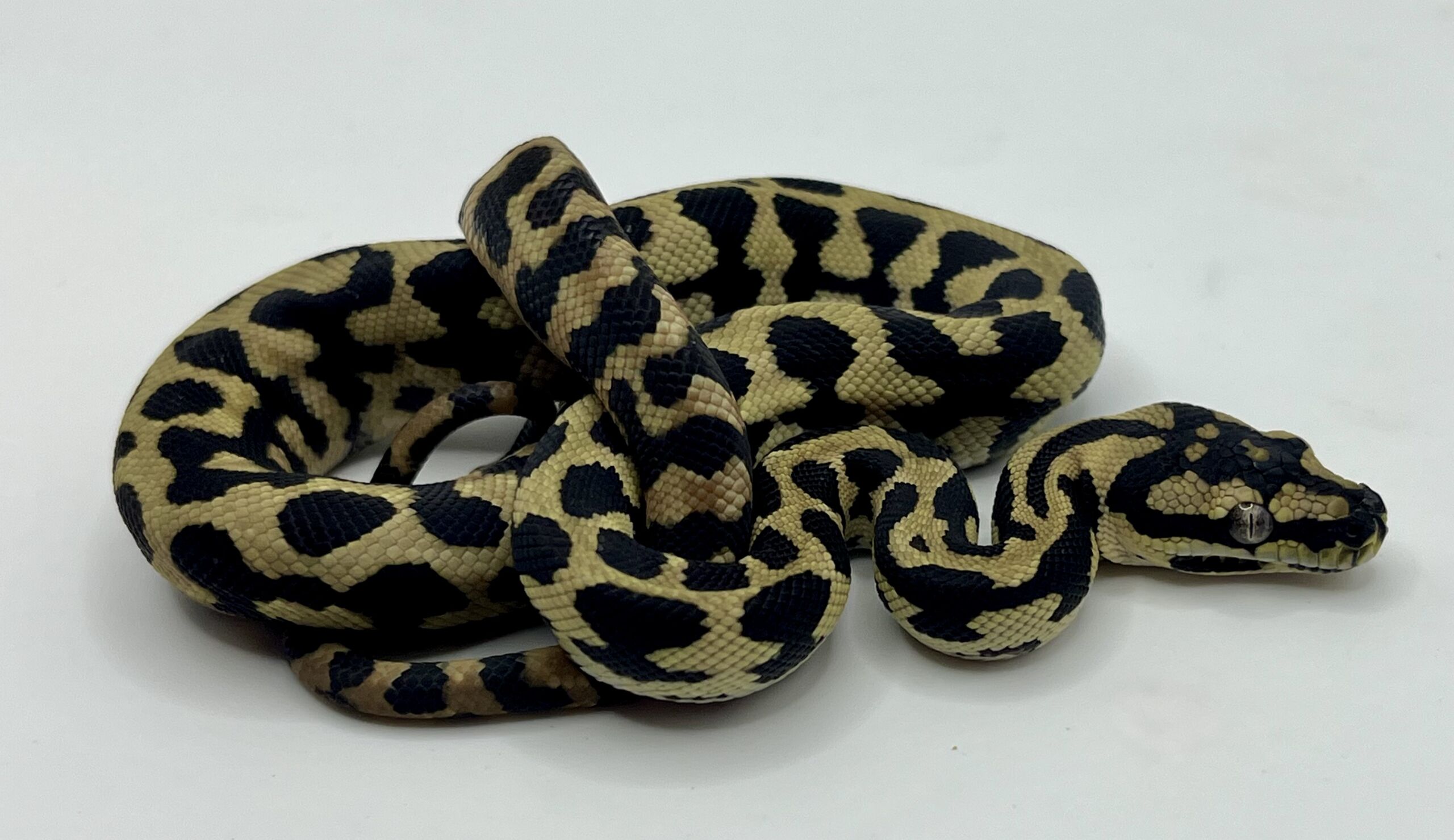 Het Axanthic RP pure jungle carpet python female