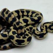 Het Axanthic RP pure jungle carpet python female