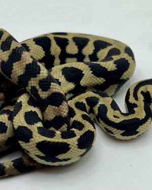 Het Axanthic RP pure jungle carpet python