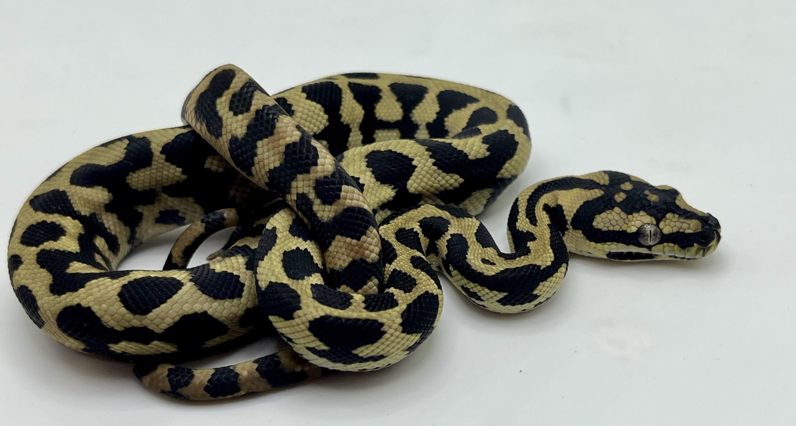 Het Axanthic RP pure jungle carpet python female