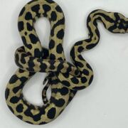 Het Axanthic RP pure jungle carpet python female