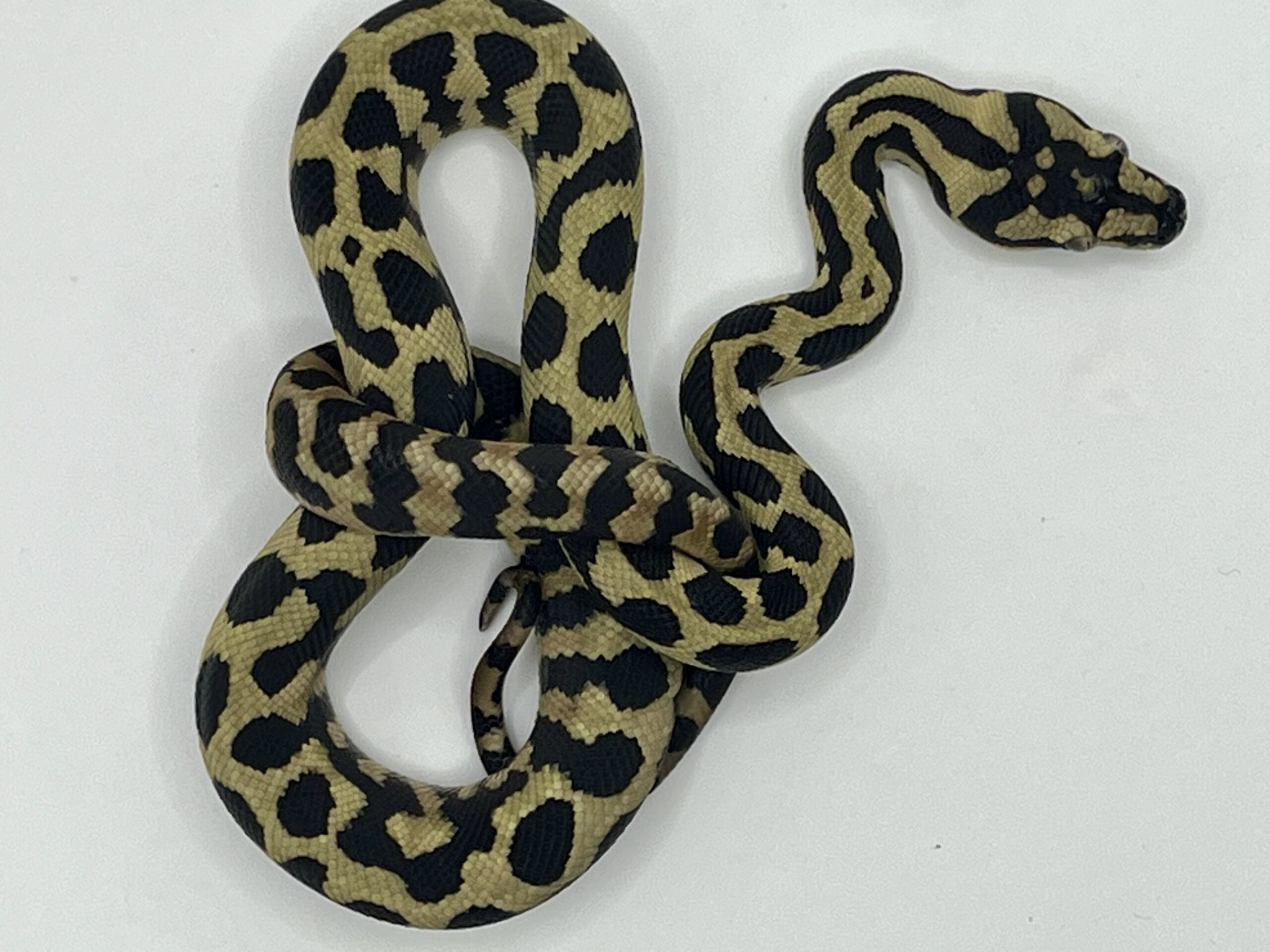 Het Axanthic RP pure jungle carpet python female