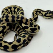 Het Axanthic RP pure jungle carpet python female