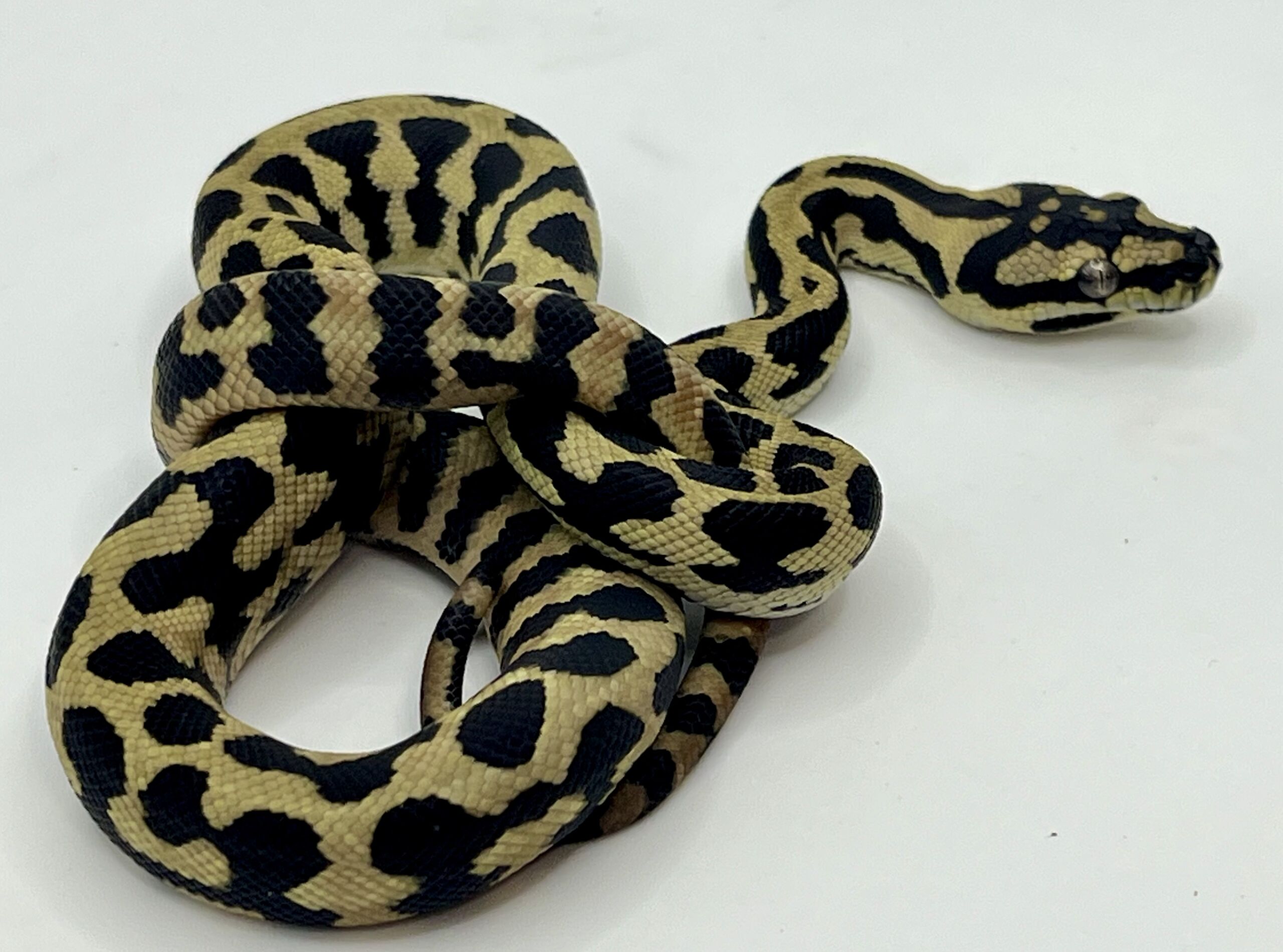Het Axanthic RP pure jungle carpet python female