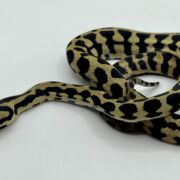 Het Axanthic RP pure jungle carpet python female
