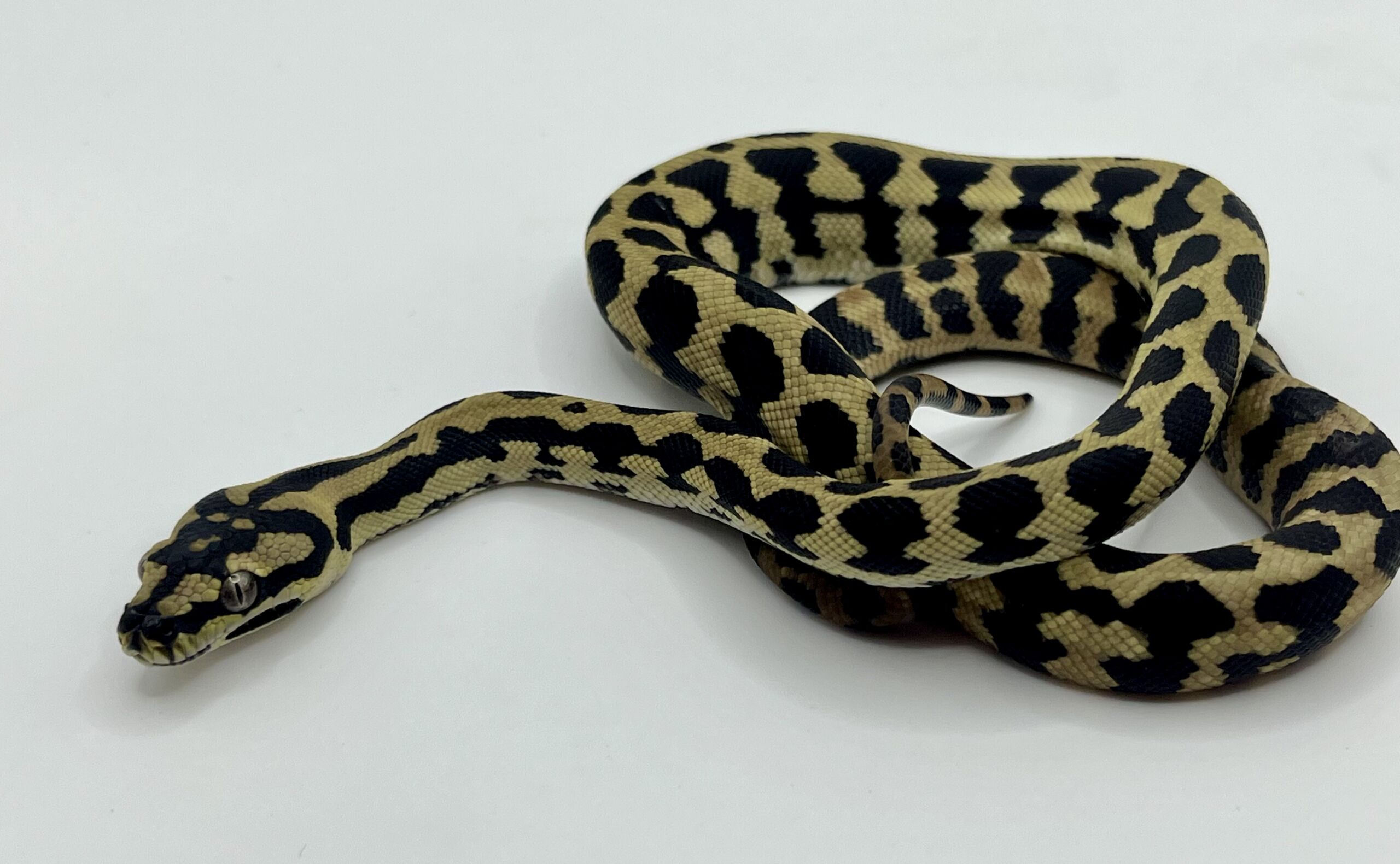 Het Axanthic RP pure jungle carpet python female