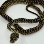 Het snow zebra carpet Python female