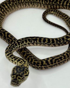 Het snow zebra carpet Python