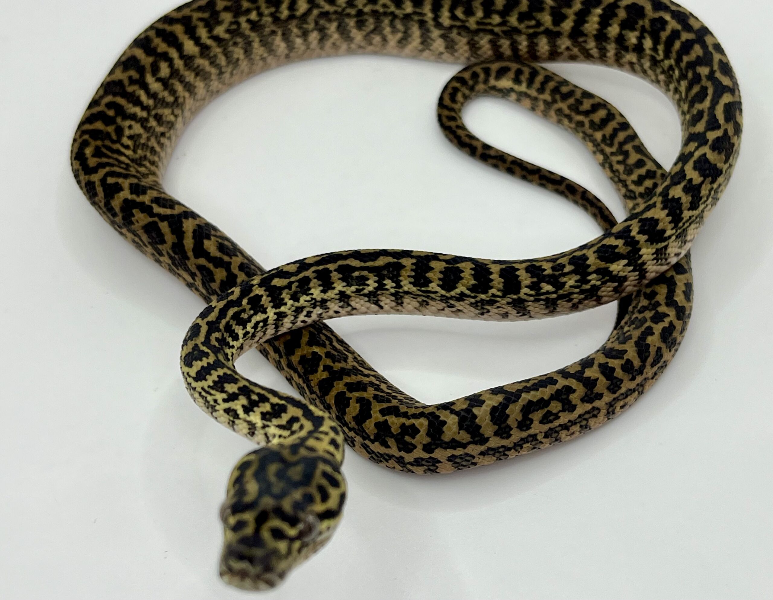 Het snow zebra carpet Python female