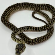 Het snow zebra carpet Python female
