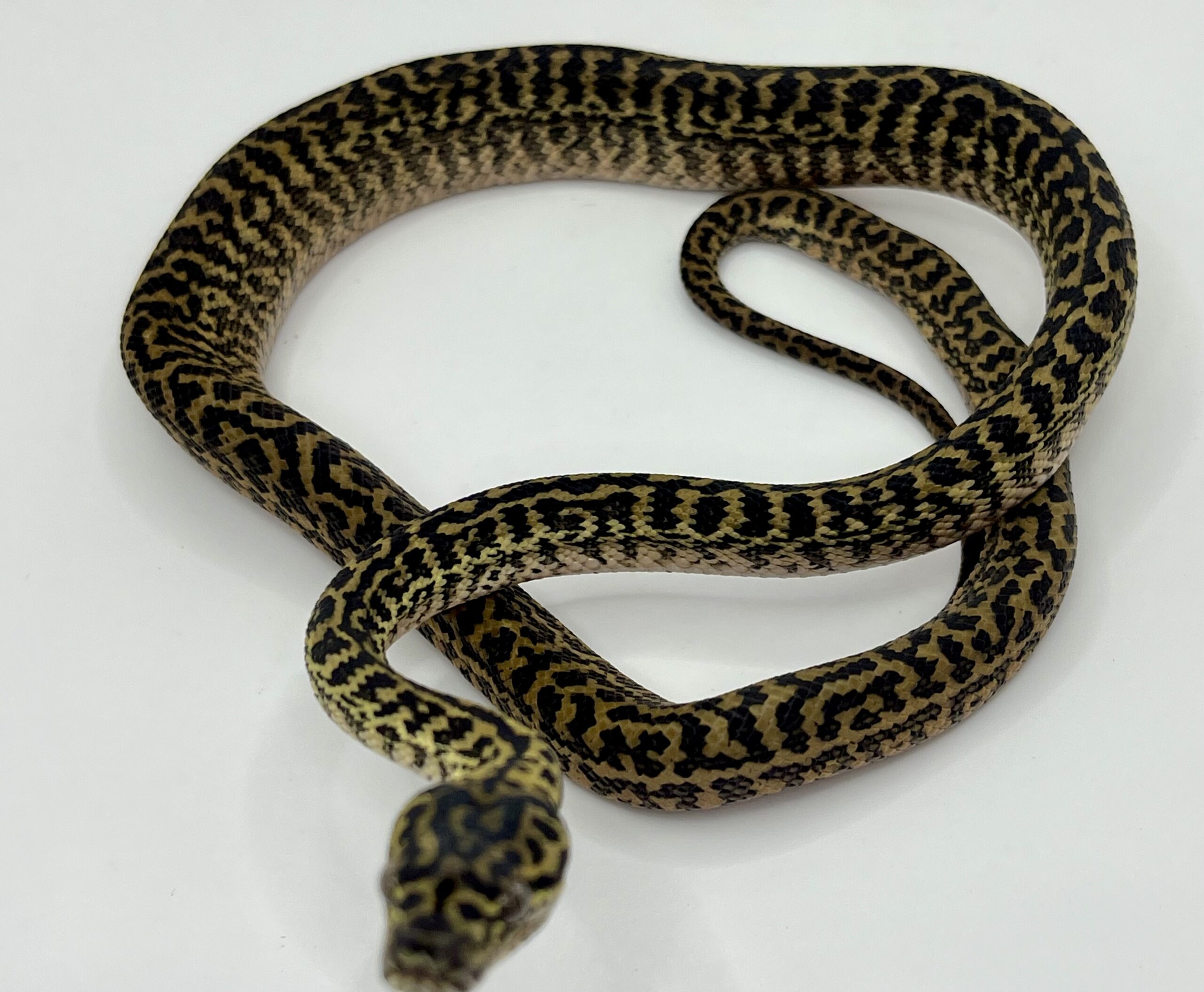 Het snow zebra carpet Python female