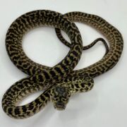 Het snow zebra carpet Python female