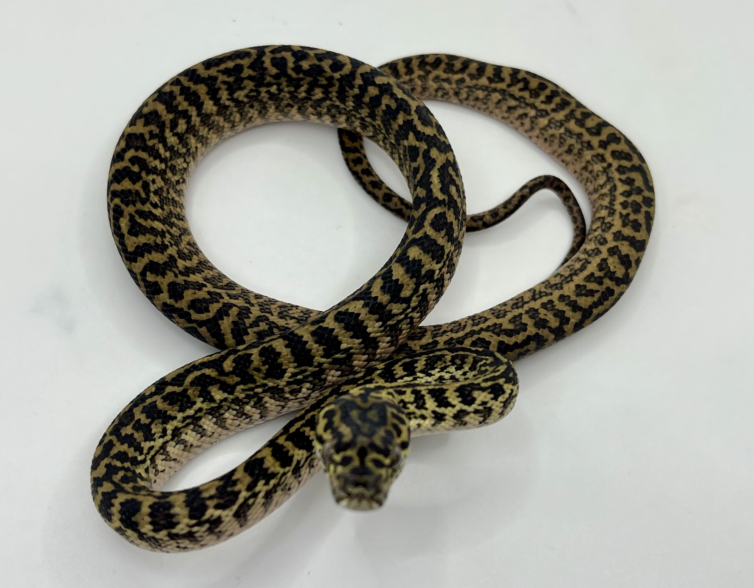 Het snow zebra carpet Python female