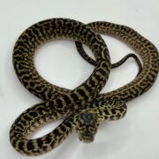 Het snow zebra carpet Python female
