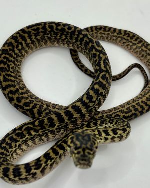 Het snow zebra carpet Python