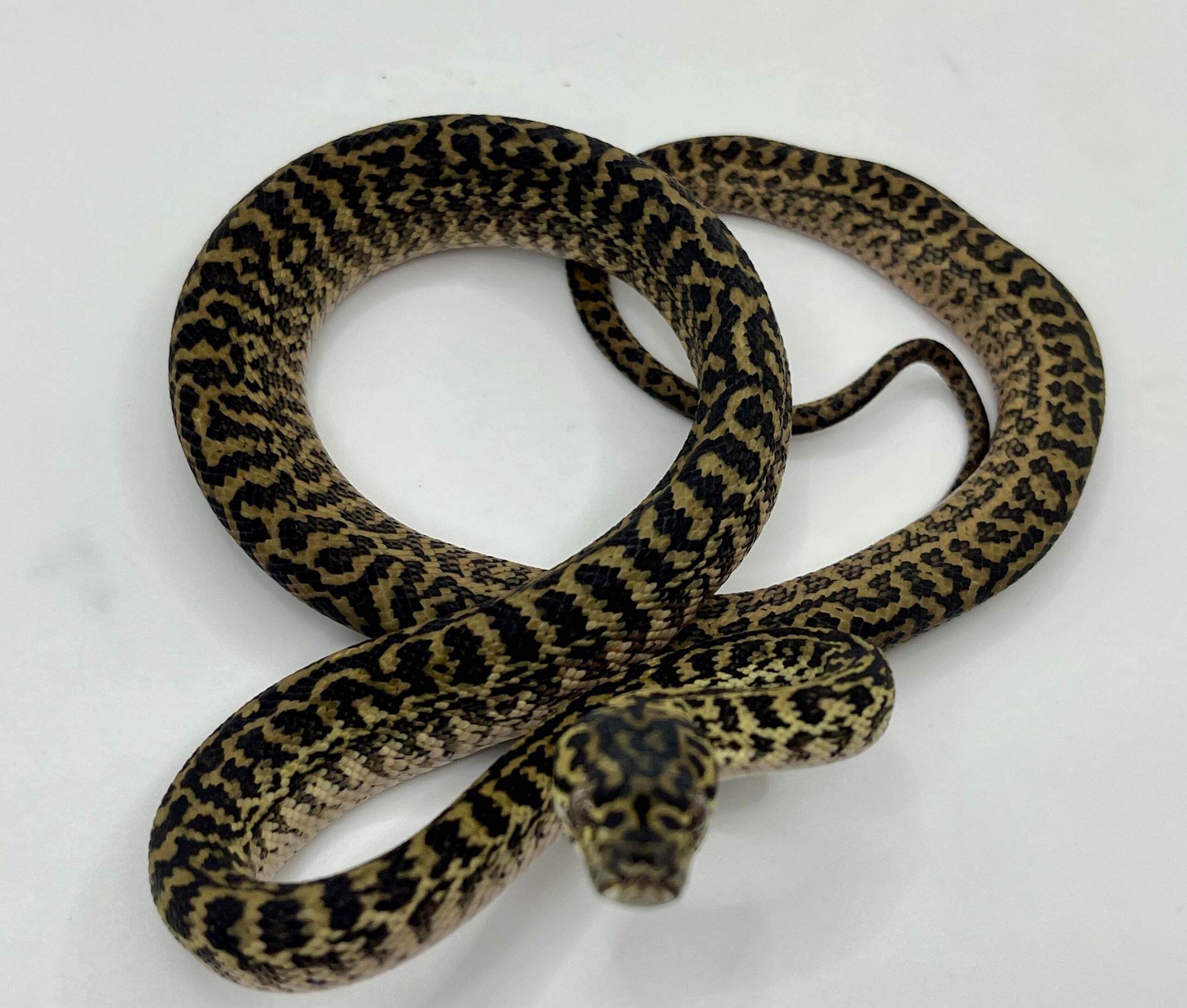 Het snow zebra carpet Python female