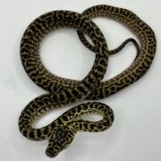 Het snow zebra carpet Python female