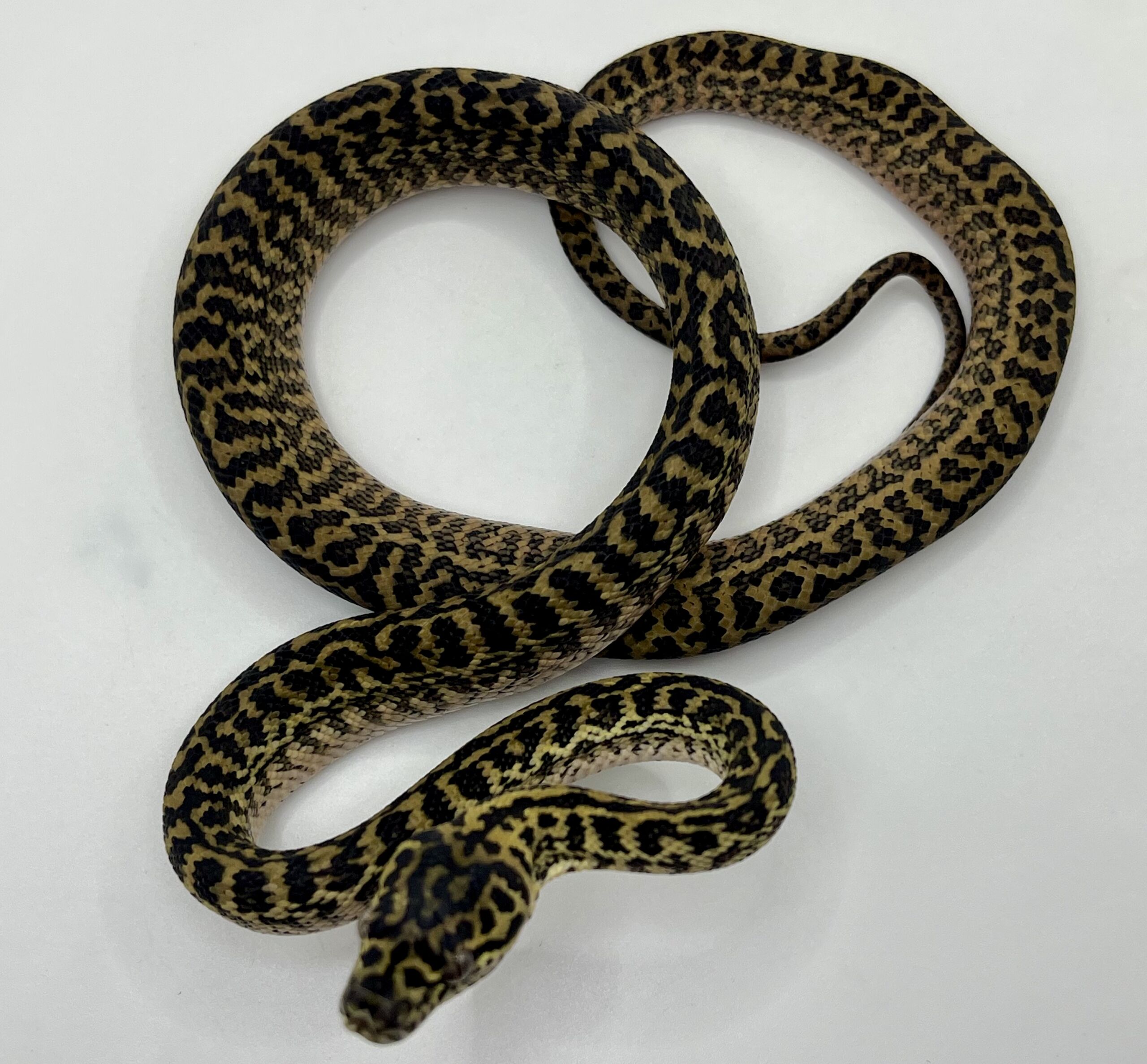 Het snow zebra carpet Python female