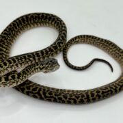 Het snow zebra carpet Python female