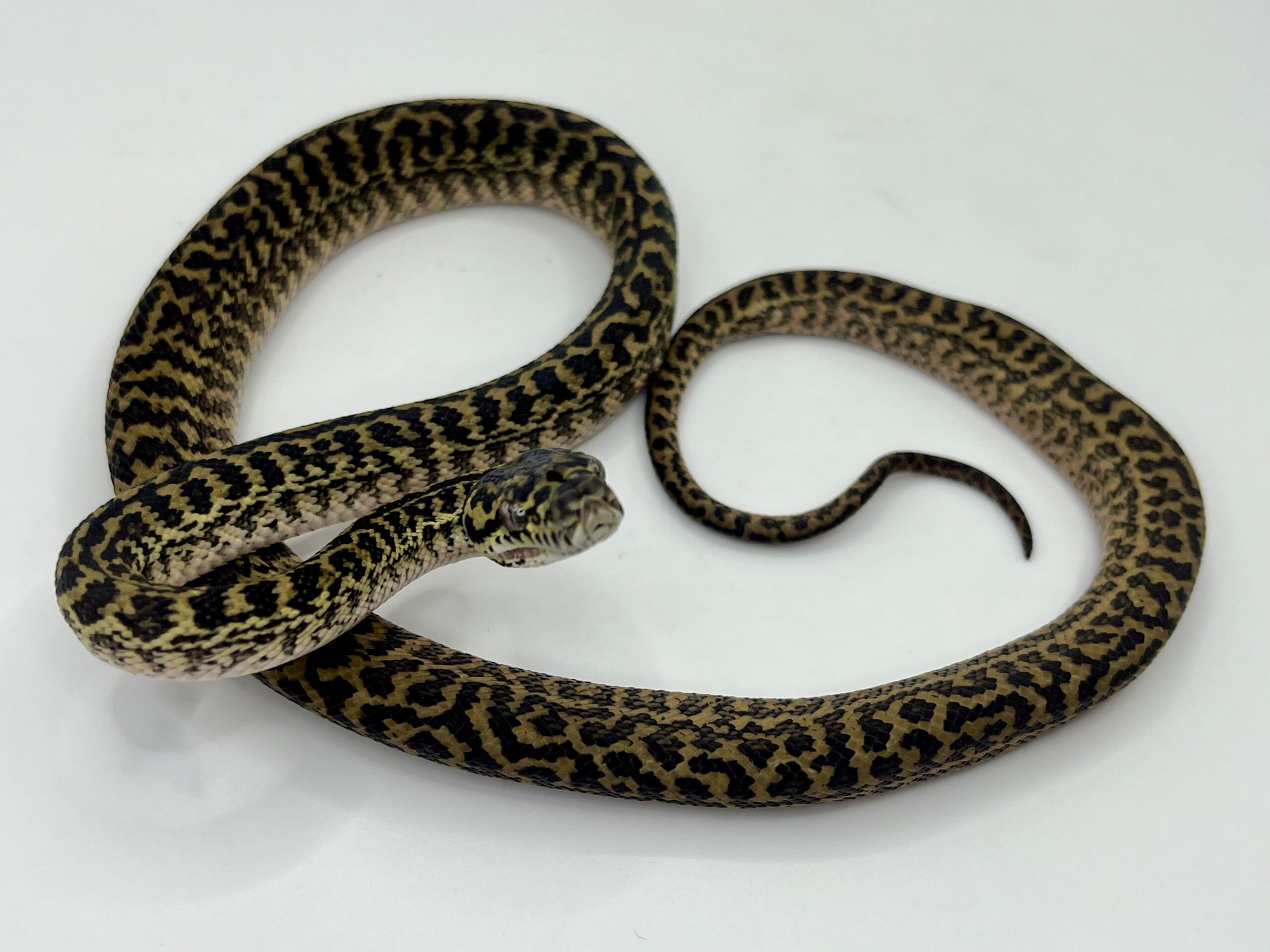Het snow zebra carpet Python female