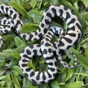 Axanthic jaguar Carpet Python female