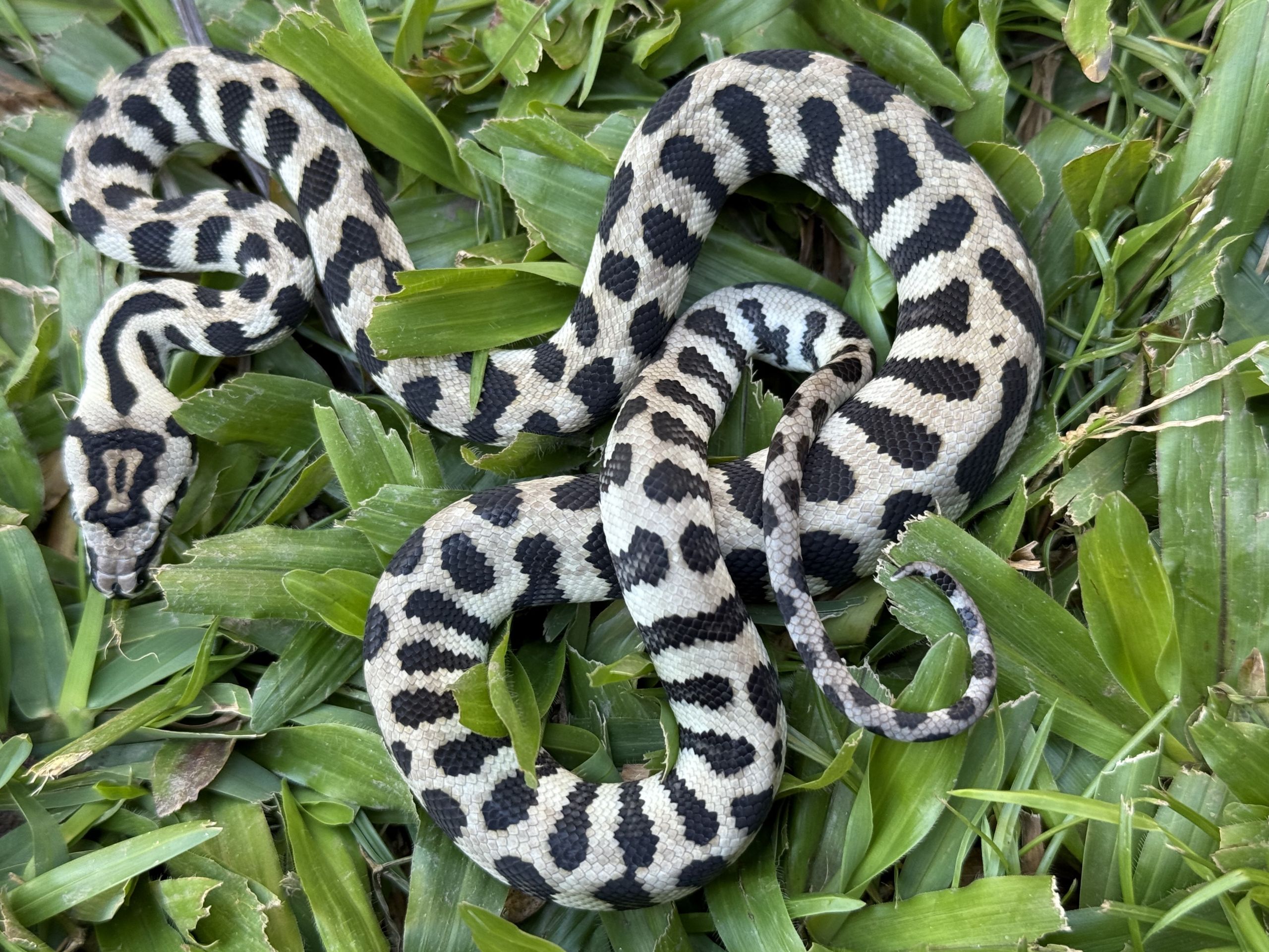 Axanthic jaguar Carpet Python female