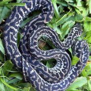 Het Snow zebra carpet python female