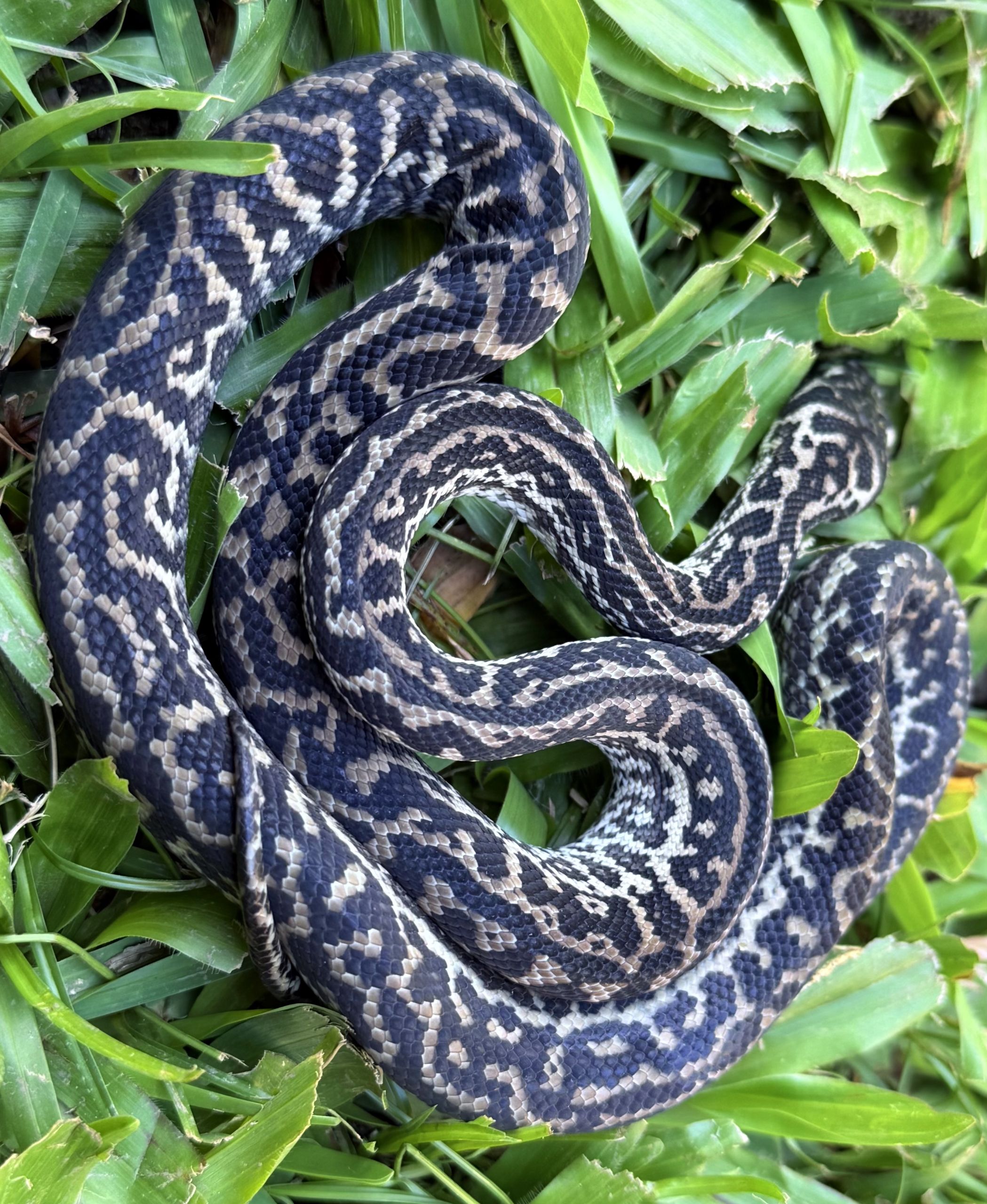 Het Snow zebra carpet python female