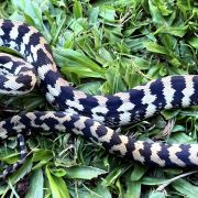 Het Axanthic pure jungle female