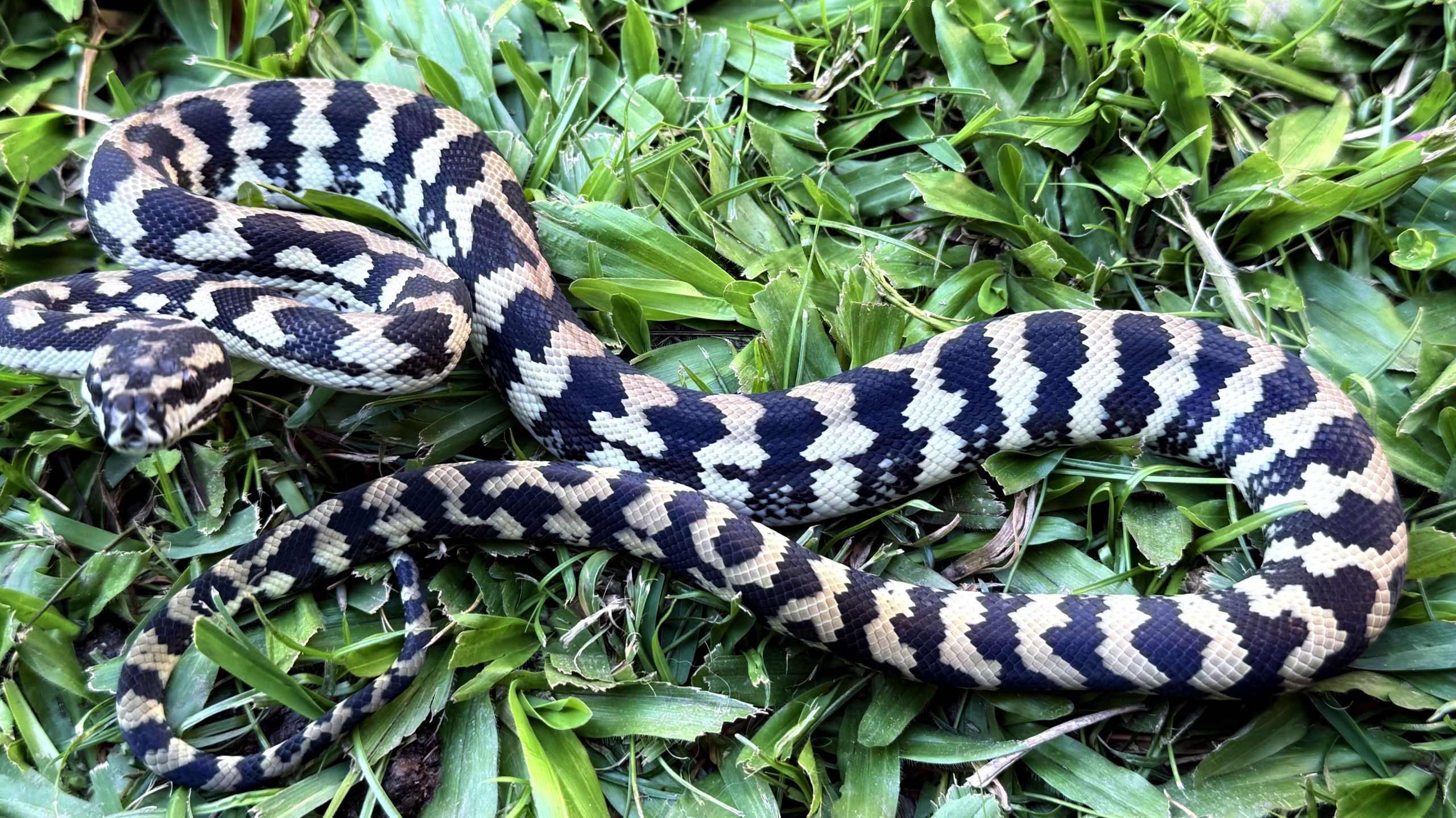 Het Axanthic pure jungle female