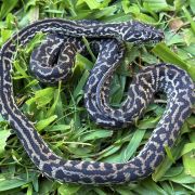 Het Snow zebra carpet python female