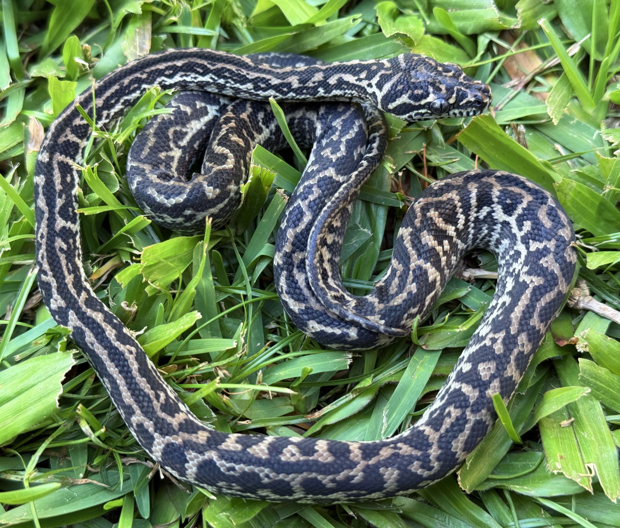 Het Snow zebra carpet python female