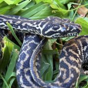 Het Snow zebra carpet python female