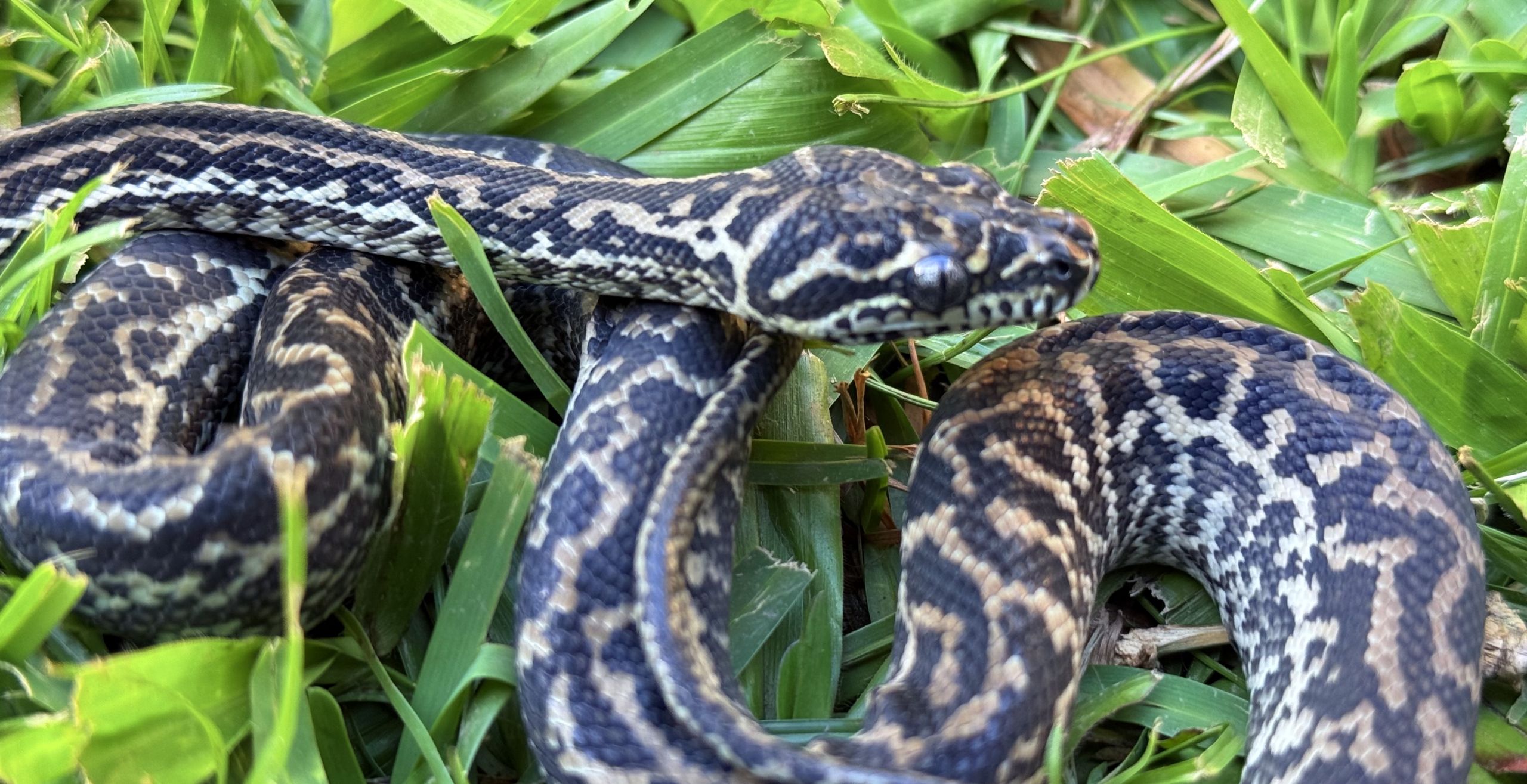 Het Snow zebra carpet python female