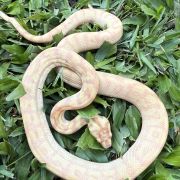 Albino Het Axanthic Carpet Python