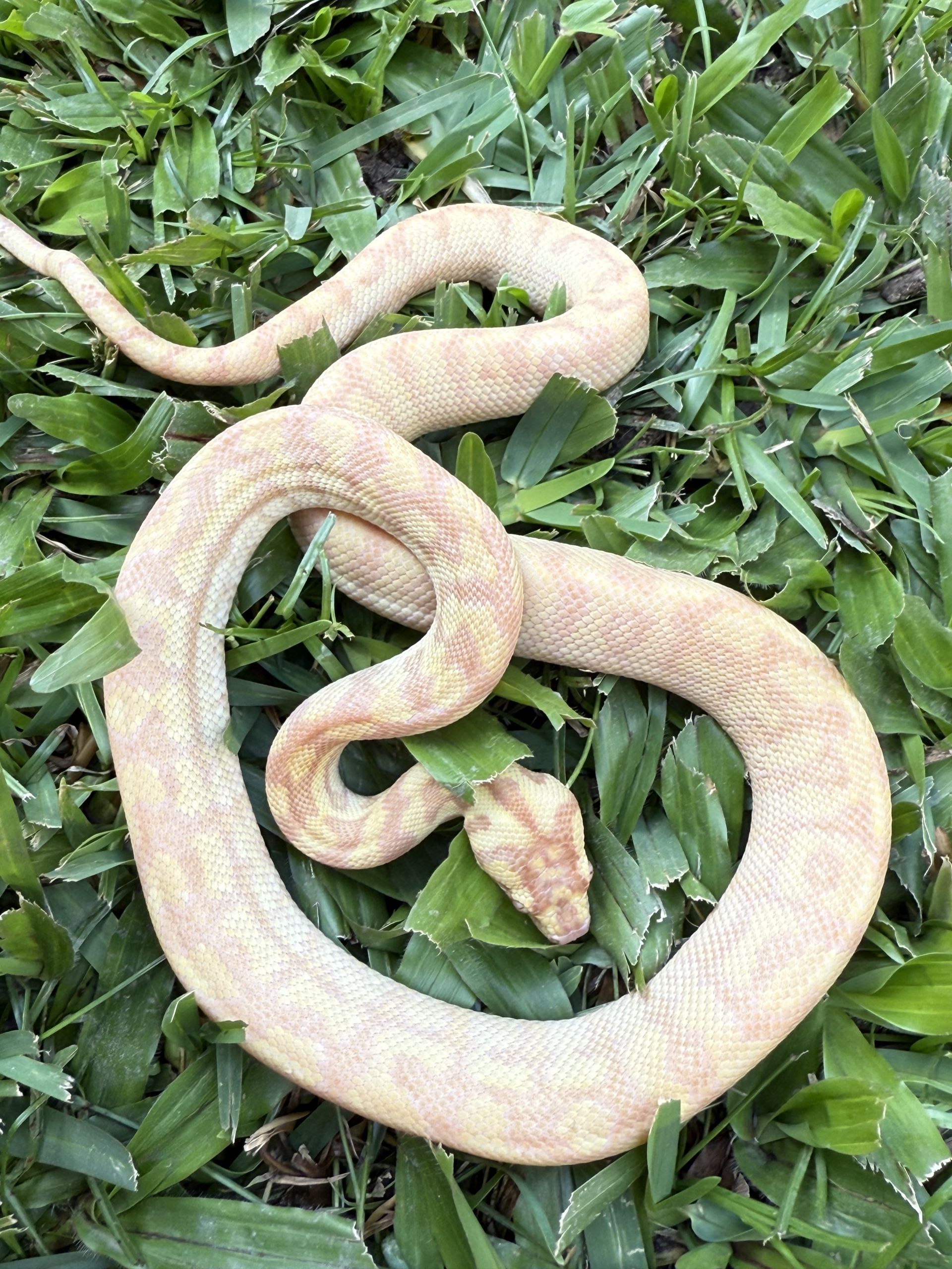 Albino Het Axanthic Carpet Python