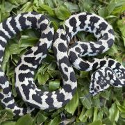 Pure Jungle Axanthic Carpet Python female