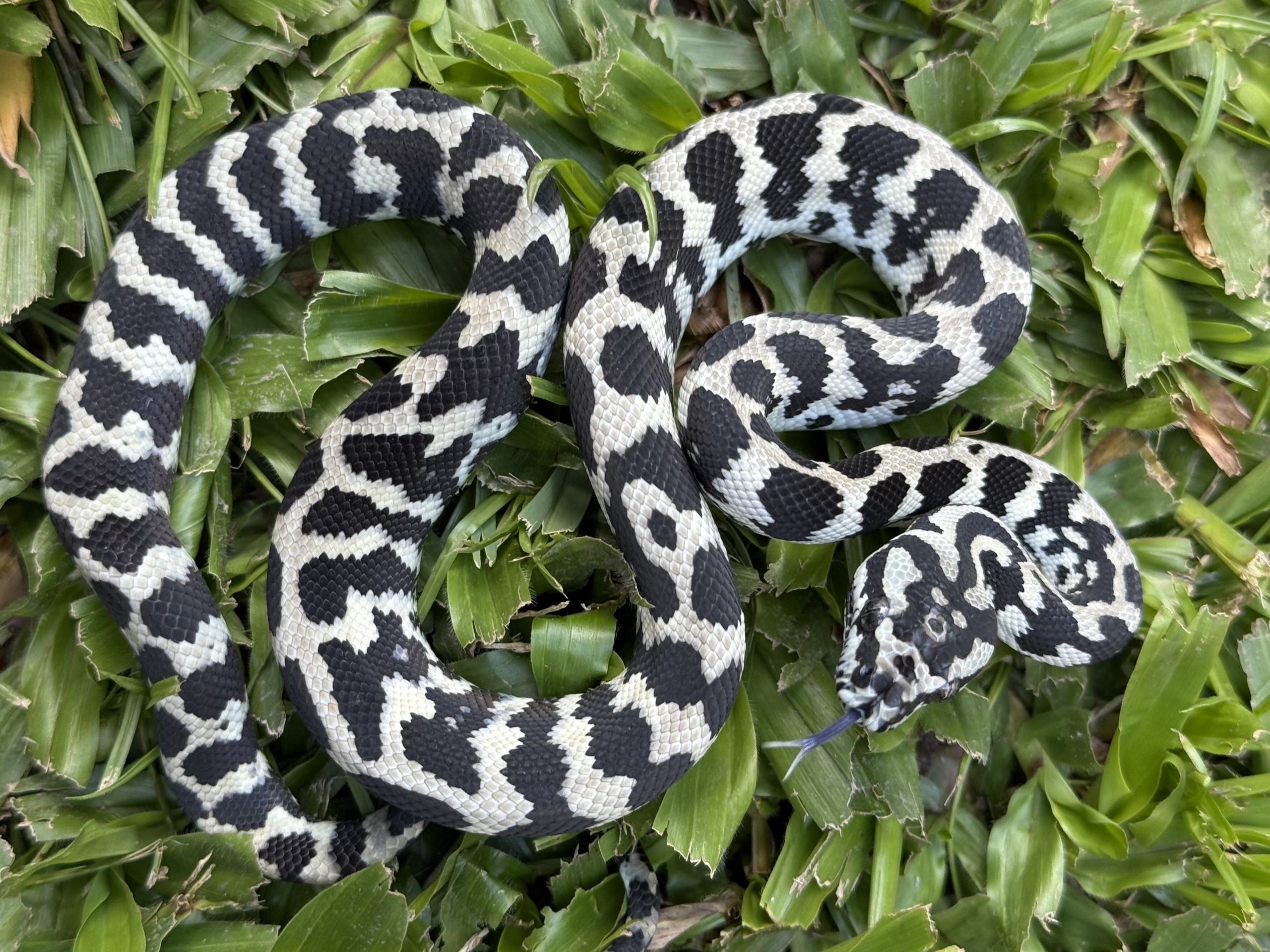 Pure Jungle Axanthic Carpet Python female
