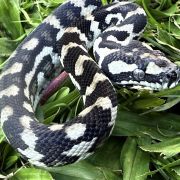 Axanthic Het Albino Carpet Python female