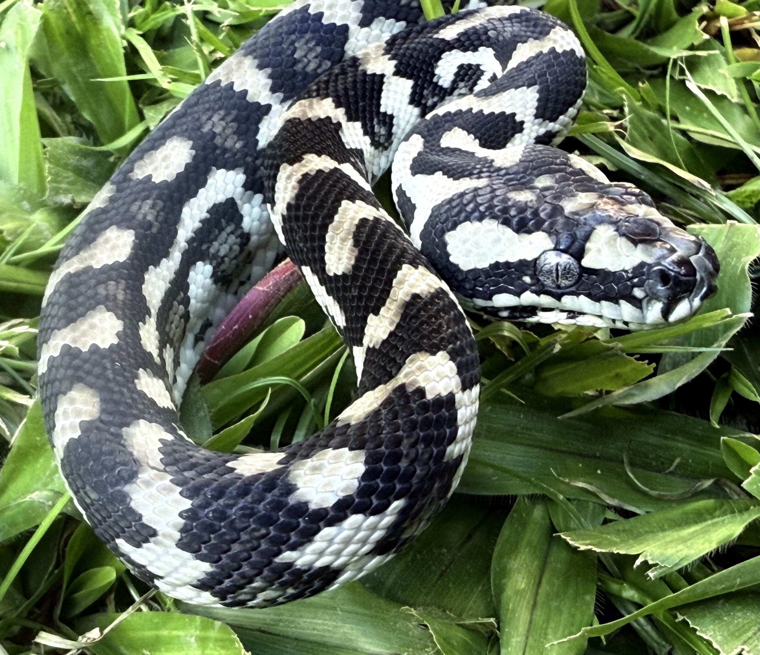 Axanthic Het Albino Carpet Python female