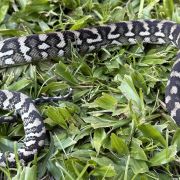Axanthic Het Albino Carpet Python female