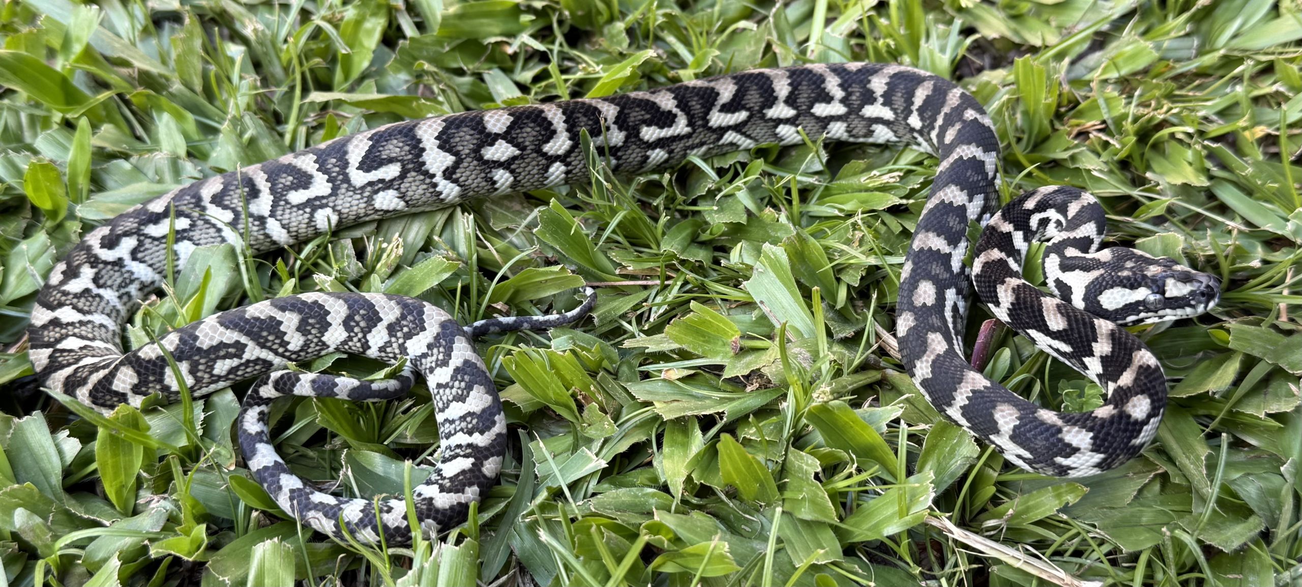 Axanthic Het Albino Carpet Python female