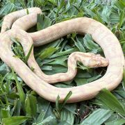 Albino Het Axanthic Carpet Python