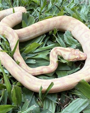Albino Het Axanthic Carpet Python