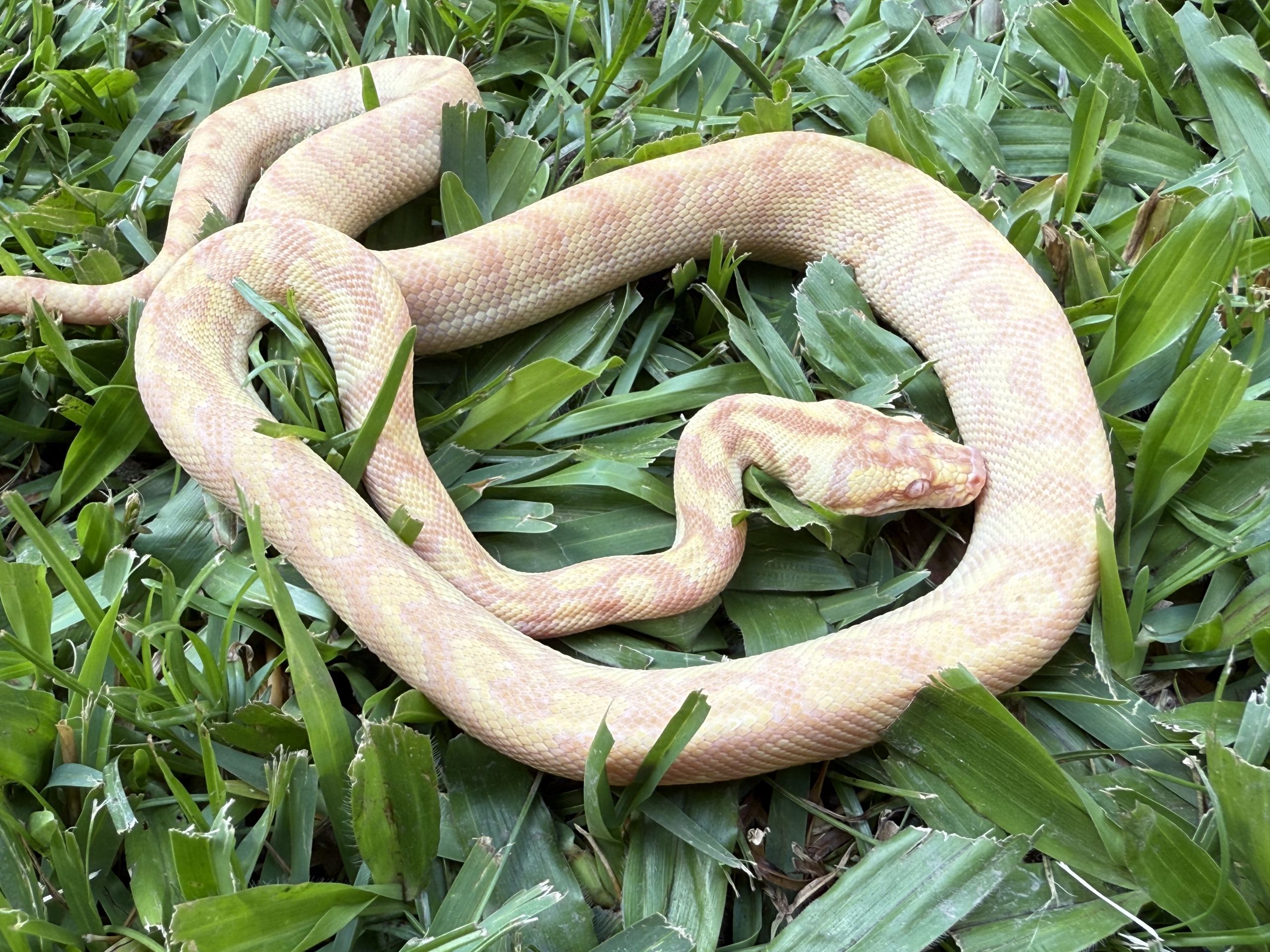 Albino Het Axanthic Carpet Python