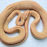 Albino Het Axanthic carpet python