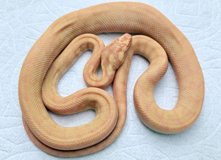 Albino Het Axanthic carpet python - The Snake Pit