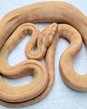 Albino Het Axanthic carpet python